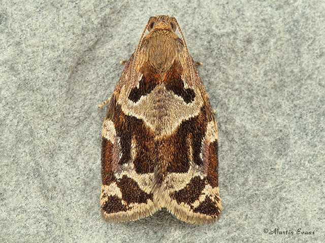  49.015 Archips xylosteana Variegated Golden Tortrix Copyright Martin Evans 