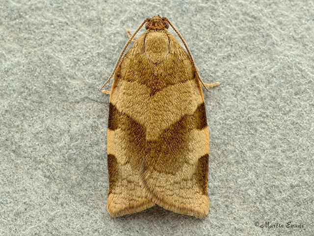  49.018 Choristoneura hebenstreitella Copyright Martin Evans 
