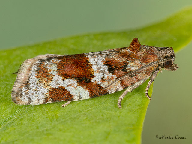  49.020 Argyrotaenia ljungiana Copyright Martin Evans 