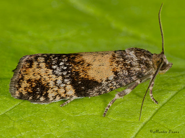  49.021 Ptycholomoides aeriferana Copyright Martin Evans 