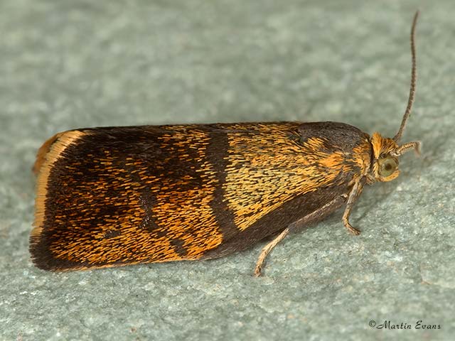  49.022 Ptycholoma lecheana Copyright Martin Evans 
