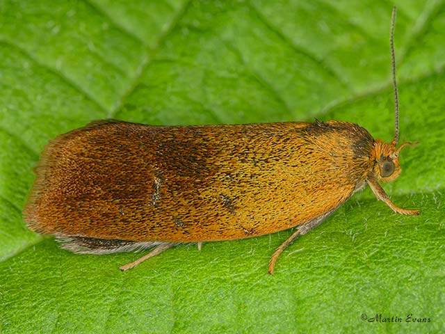  49.022 Ptycholoma lecheana Copyright Martin Evans 