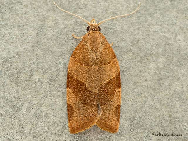  49.023 Pandemis cinnamomeana Copyright Martin Evans 