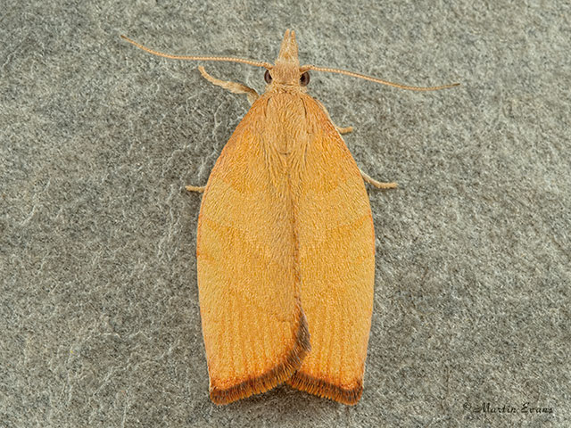  49.024 Pandemis corylana Chequered Fruit-tree Tortrix Copyright Martin Evans 