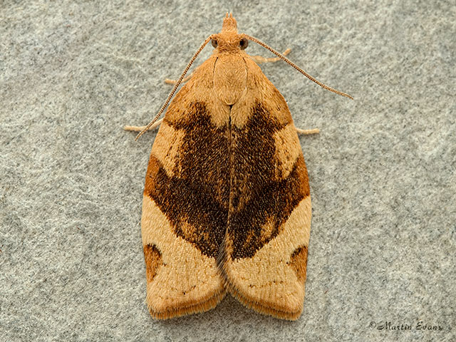  49.025 Pandemis cerasana Barred Fruit-tree Tortrix Copyright Martin Evans 