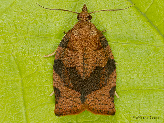  49.026 Pandemis heparana Dark Fruit-tree Tortrix Copyright Martin Evans 