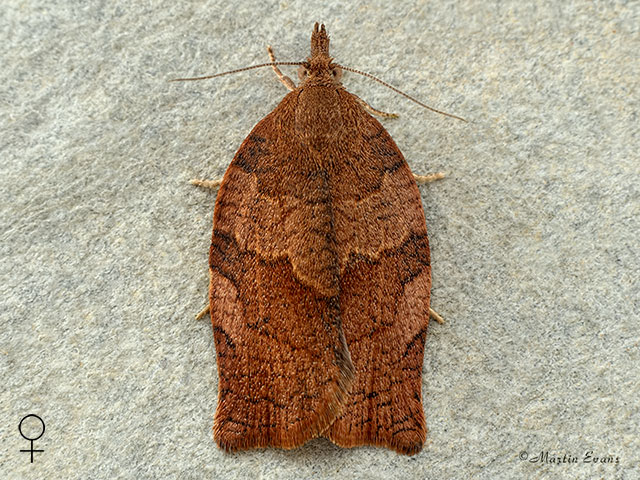  49.026 Pandemis heparana Dark Fruit-tree Tortrix female Copyright Martin Evans 