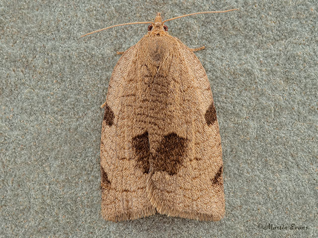  49.029 Lozotaenia forsterana Copyright Martin Evans 