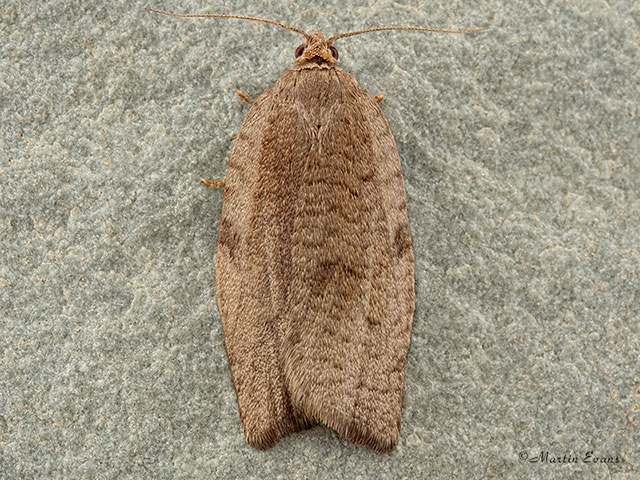 49.029 Lozotaenia forsterana Copyright Martin Evans 