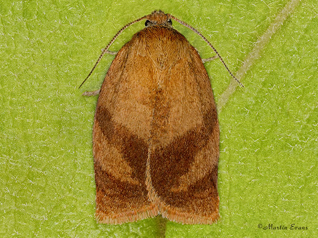  49.030 Cacoecimorpha pronubana Carnation Tortrix Copyright Martin Evans 