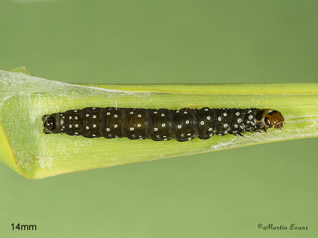  49.031 Zelotherses paleana Timothy Tortrix larva 14mm Copyright Martin Evans 