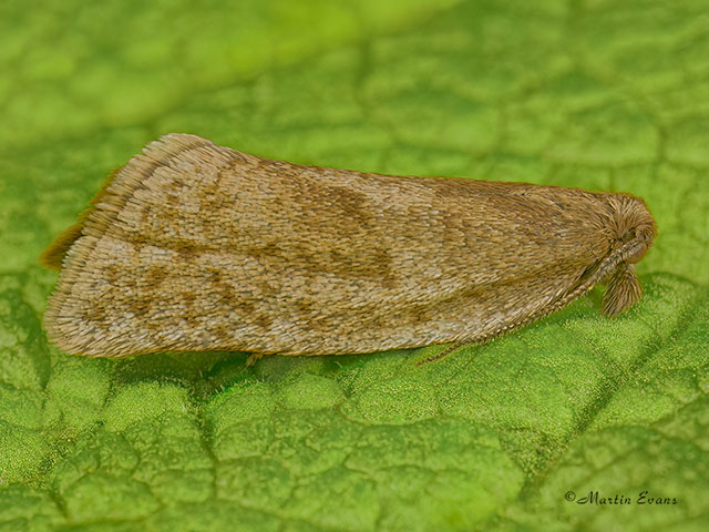  49.035 Clepsis senecionana Copyright Martin Evans 