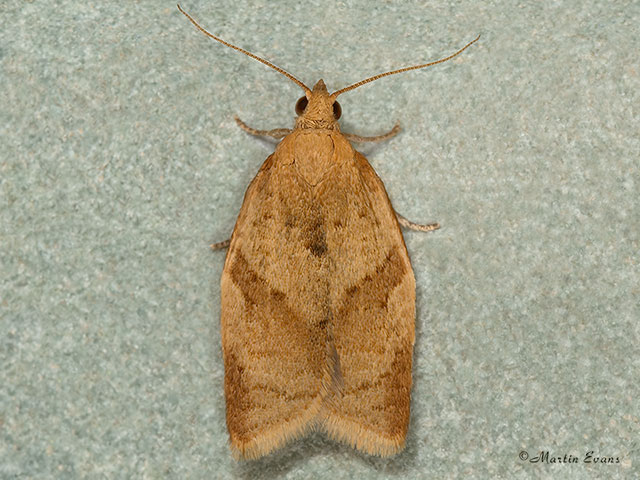  49.038 Clepsis consimilana Copyright Martin Evans 