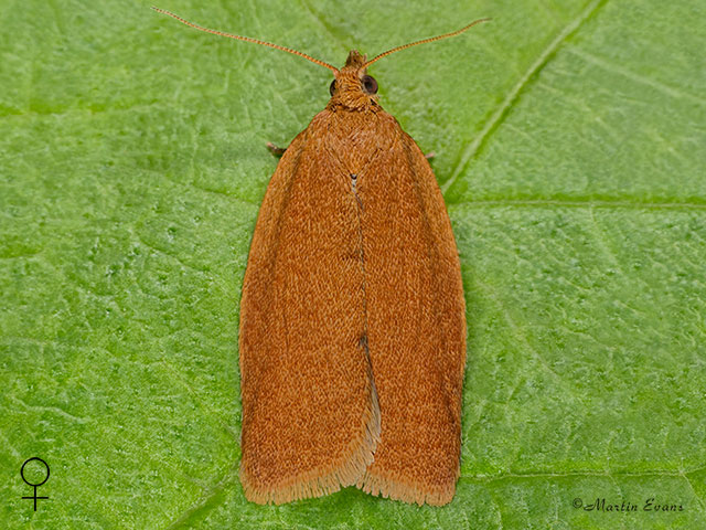  49.038 Clepsis consimilana female Copyright Martin Evans 