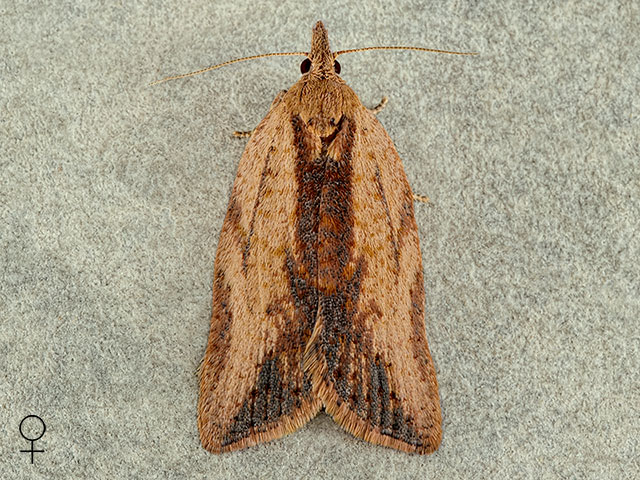  49.039 Epiphyas postvittana female Copyright Martin Evans 