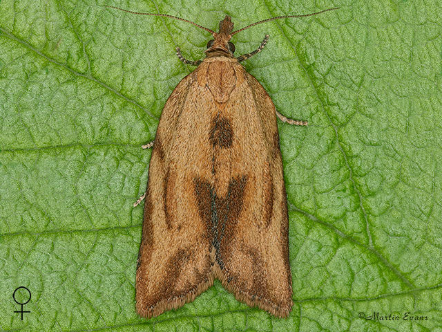  49.039 Epiphyas postvittana female Copyright Martin Evans 