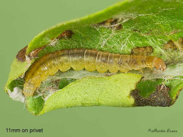  49.039 Epiphyas postvittana larva 11mm privet Copyright Martin Evans 