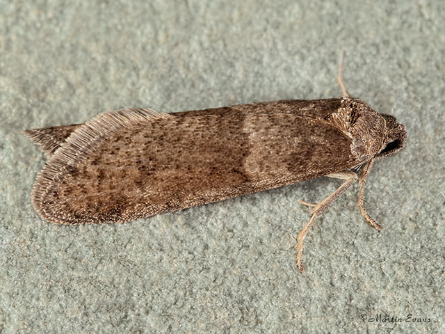  49.044 Tortricodes alternella Copyright Martin Evans 
