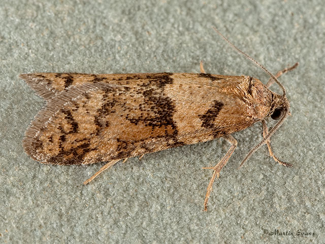  49.044 Tortricodes alternella Copyright Martin Evans 