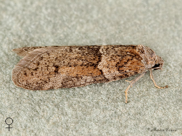  49.044 Tortricodes alternella female Copyright Martin Evans 
