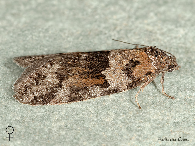  49.044 Tortricodes alternella female Copyright Martin Evans 