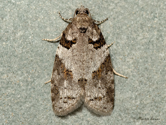  49.047 Eana incanana Copyright Martin Evans 