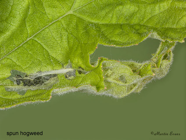  49.050 Cnephasia stephensiana Grey Tortrix Copyright Martin Evans 