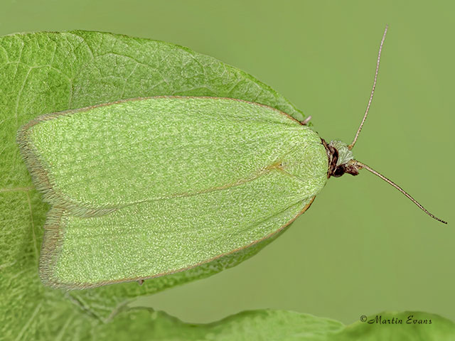  49.059 Tortrix viridana Copyright Martin Evans 