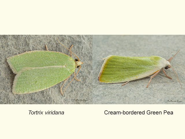  49.059 Tortrix viridana and Cream-bordered Green Pea Copyright Martin Evans 