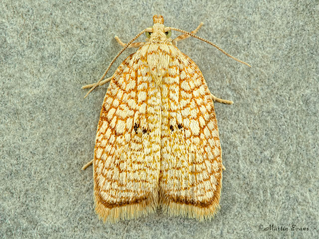  49.062 Acleris forsskaleana Copyright Martin Evans 