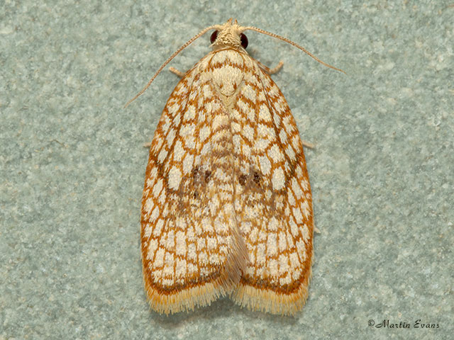  49.062 Acleris forsskaleana Copyright Martin Evans 