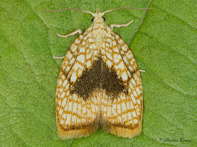  49.062 Acleris forsskaleana Copyright Martin Evans 