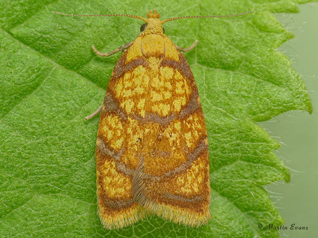 49.063 Acleris bergmanniana Copyright Martin Evans 