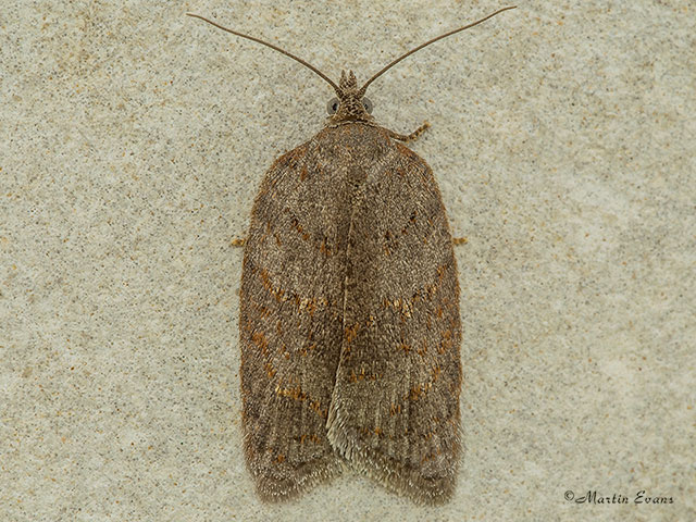  49.069 Acleris sparsana Copyright Martin Evans 
