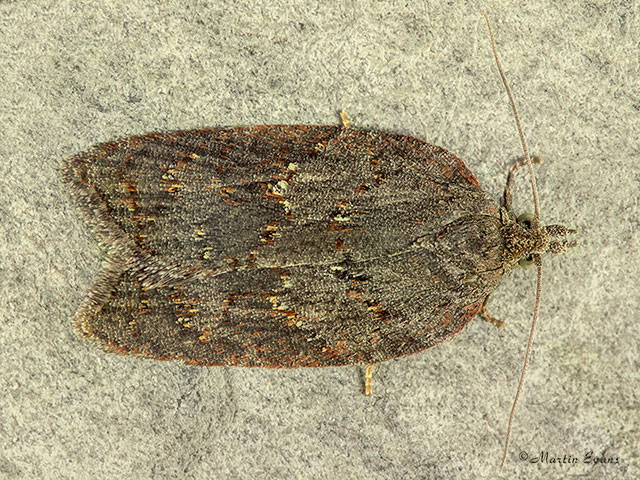  49.069 Acleris sparsana Copyright Martin Evans 