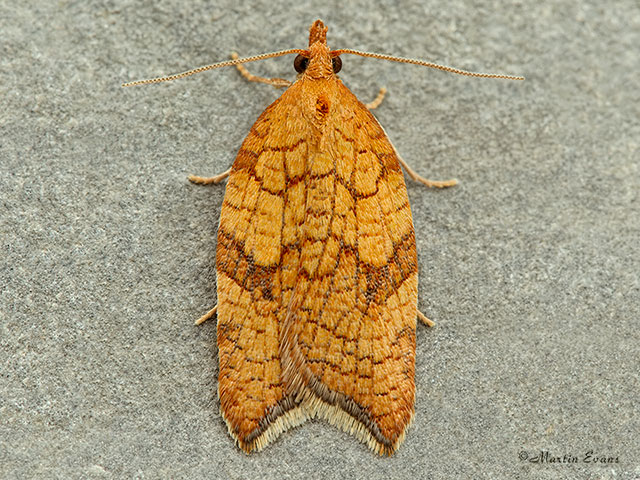  49.070 Acleris rhombana Rhomboid Tortrix Copyright Martin Evans 