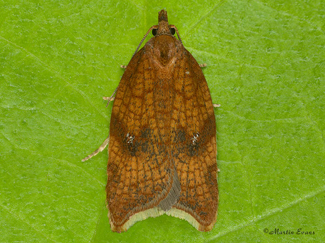 49.070 Acleris rhombana Rhomboid Tortrix Copyright Martin Evans 