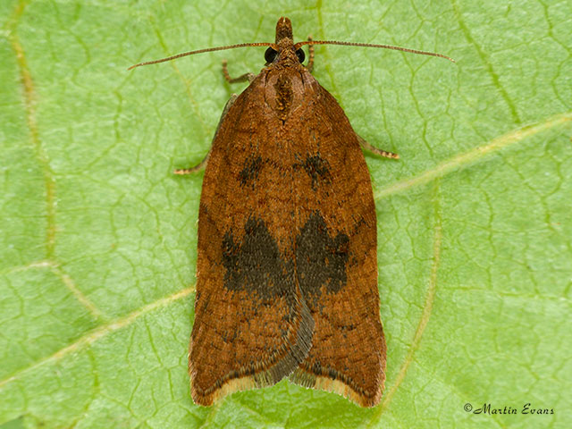  49.070 Acleris rhombana Rhomboid Tortrix Copyright Martin Evans 