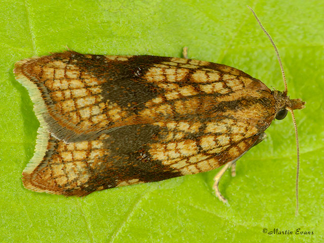  49.070 Acleris rhombana Rhomboid Tortrix Copyright Martin Evans 