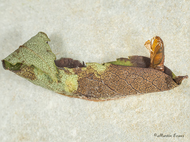 49.070 Acleris rhombana Rhomboid Tortrix pupal exuvia Copyright Martin Evans 