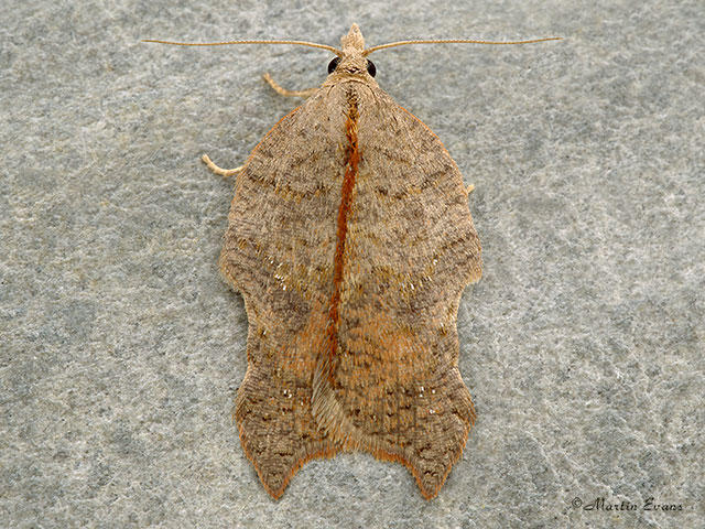  49.071 Acleris emargana Copyright Martin Evans 
