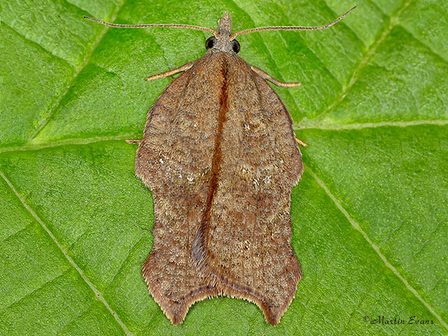  49.071 Acleris emargana Copyright Martin Evans 