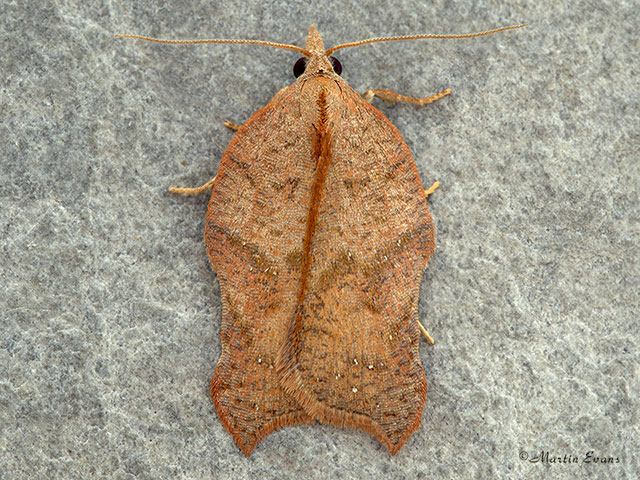  49.071 Acleris emargana Copyright Martin Evans 