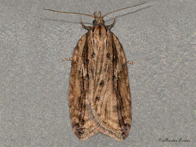  49.075 Acleris umbrana Copyright Martin Evans 