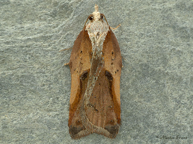  49.076 Acleris cristana Copyright Martin Evans 
