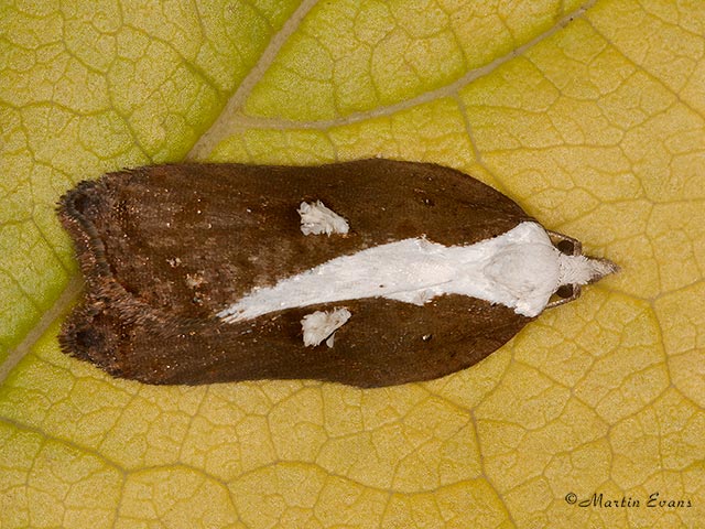  49.076 Acleris cristana Copyright Martin Evans 