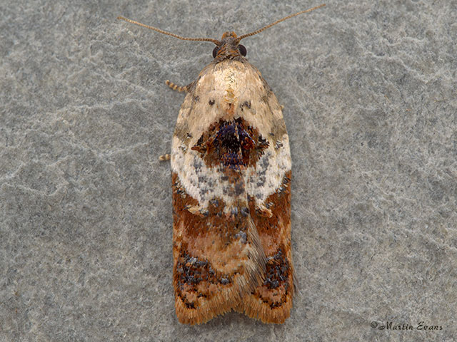  49.077 Acleris variegana Copyright Martin Evans 