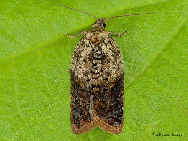  49.077 Acleris variegana Copyright Martin Evans 