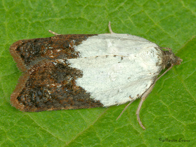  49.077 Acleris variegana Copyright Martin Evans 