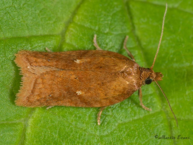  49.078 Acleris aspersana Copyright Martin Evans 